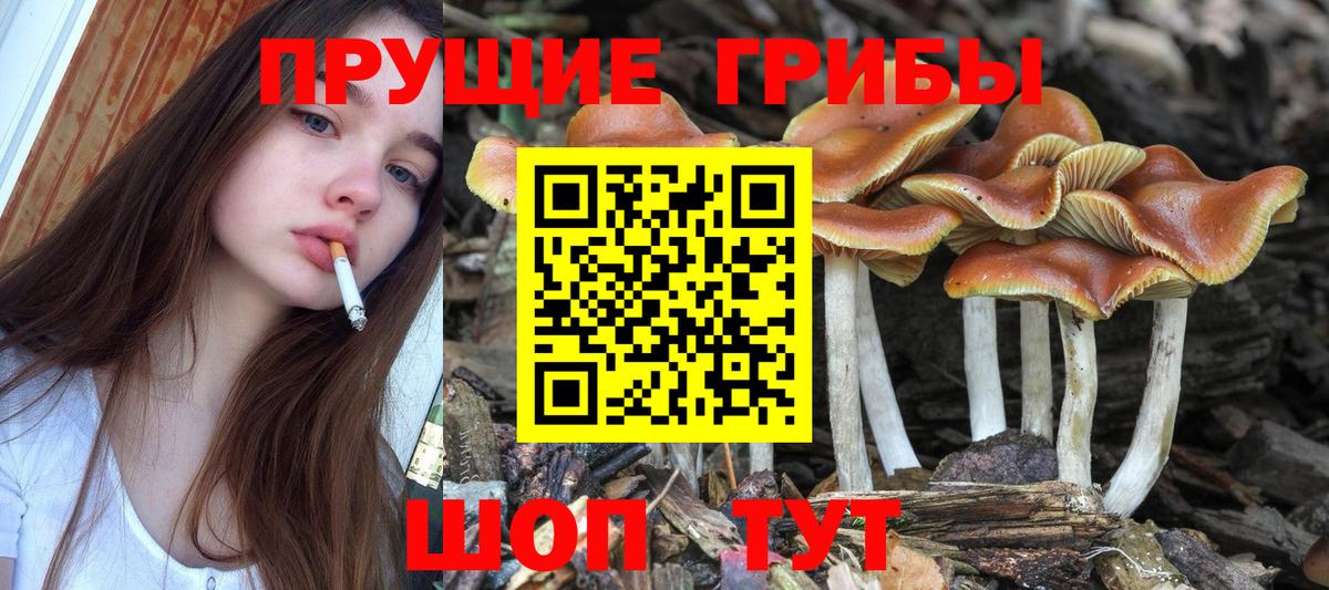 Псилоцибиновые грибы мицелий Котлас